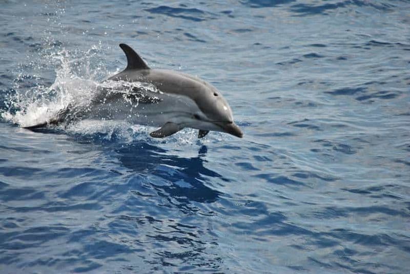 Gênes : Croisière observation des baleines du Sanctuaire Pelagos