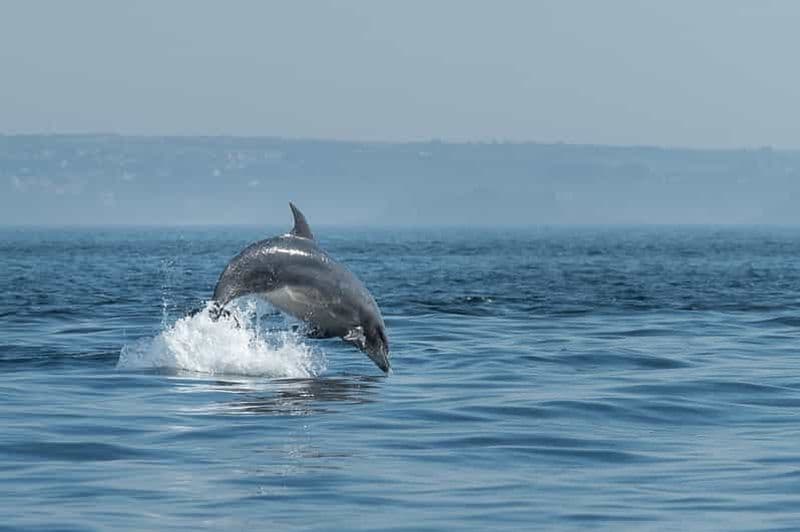Archipel de Molène : Balades en mer au départ de Crozon. Phoques, dauphins,