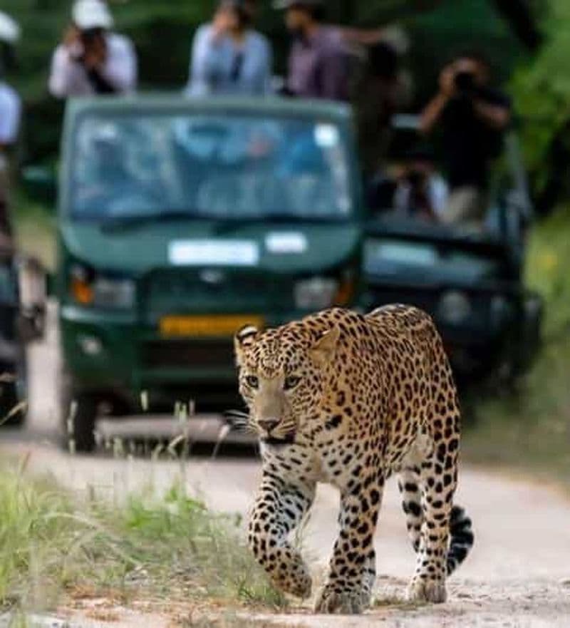 Jaipur : Jhalana/Amagarh safari léopard visite privée