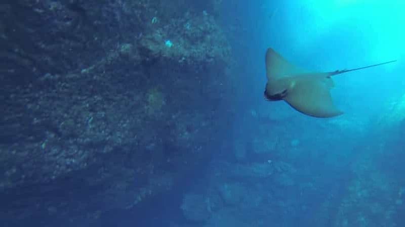 Angra do Heroísmo : tour en bateau pour la plongée en apnée