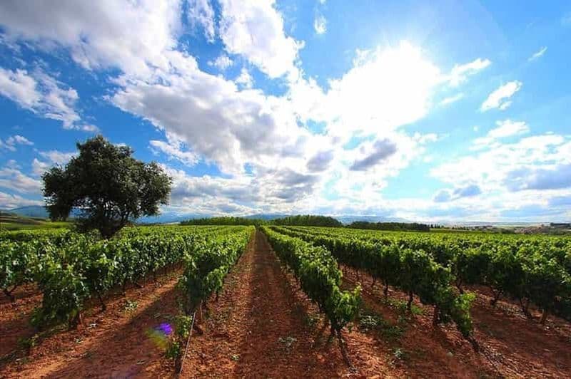 Rioja : Dégustation de vin et dégustation à la cave familiale Martínez Alesanco