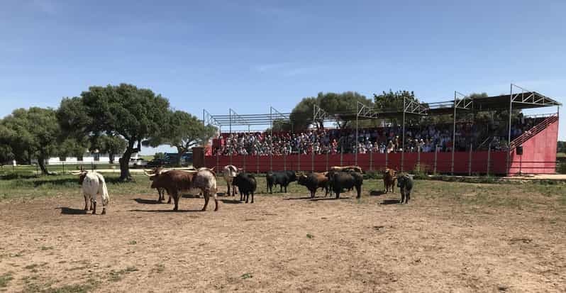 Cadix : Concours de chevaux et taureaux andalous
