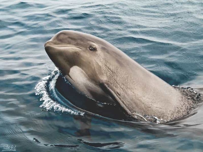 Tarifa : Observation des baleines et des dauphins dans le détroit de Gibraltar