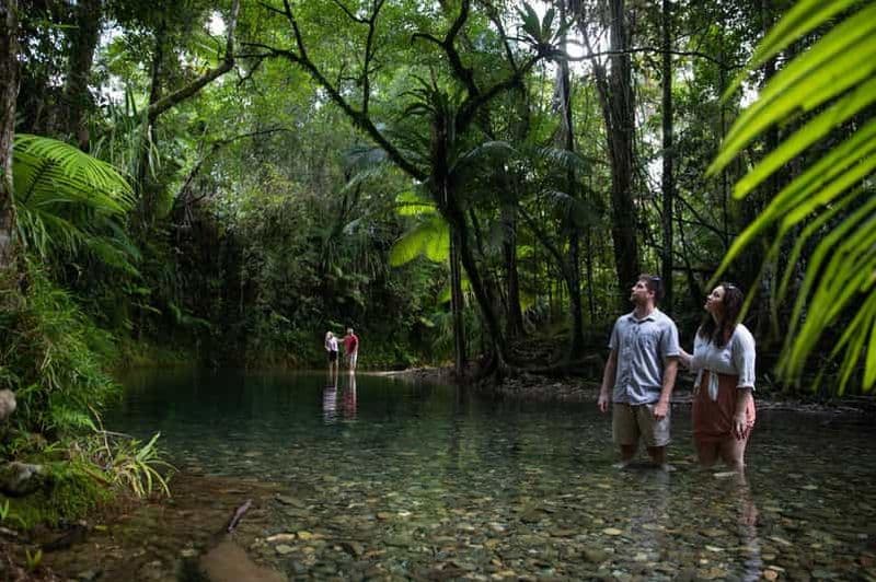 Billet Visite d'exploration du sud de la Daintree - demi-journée