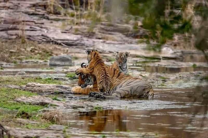 Depuis Ranthambore : Safari officiel des tigres en voiture avec guide