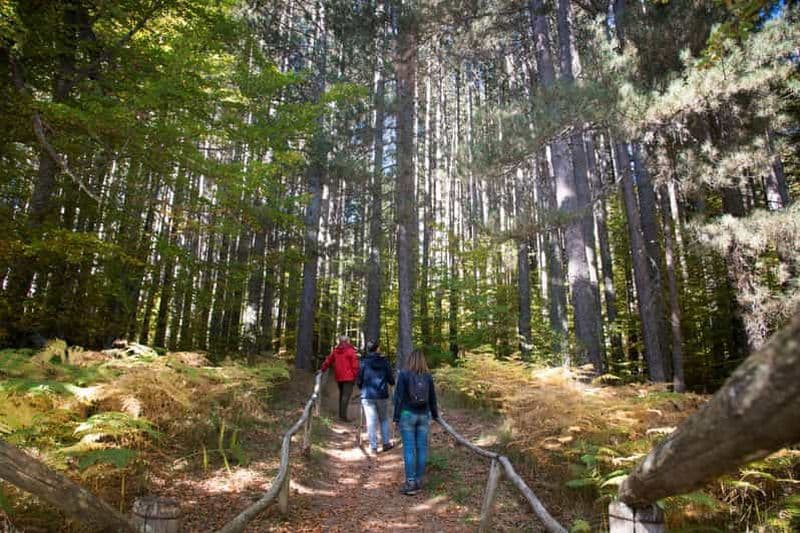 Camigliatello : Visite de la Réserve des Géants et Dégustation de Vin