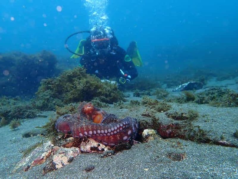 Ma première plongée sous-marine dans l'océan depuis Terceira - Açores