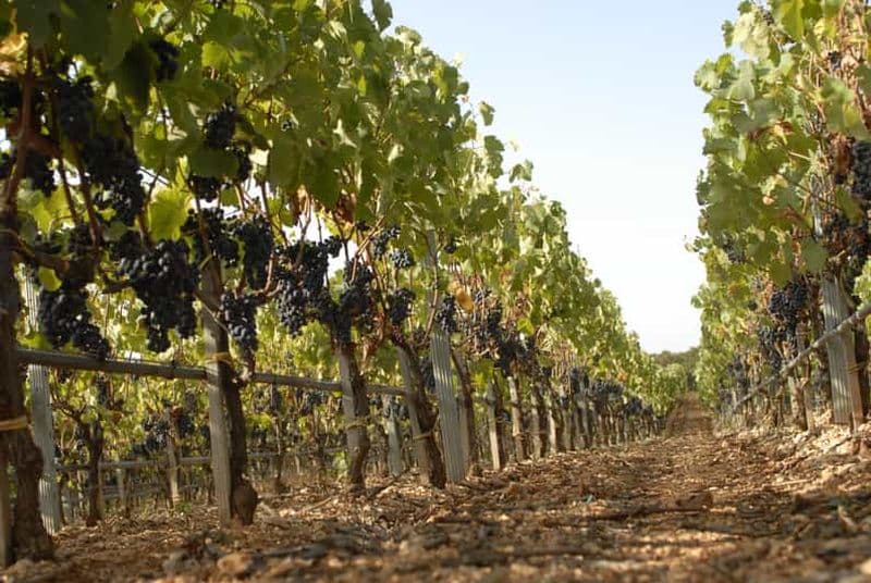 Pouilles : visite guidée des vignobles avec dégustation de vin