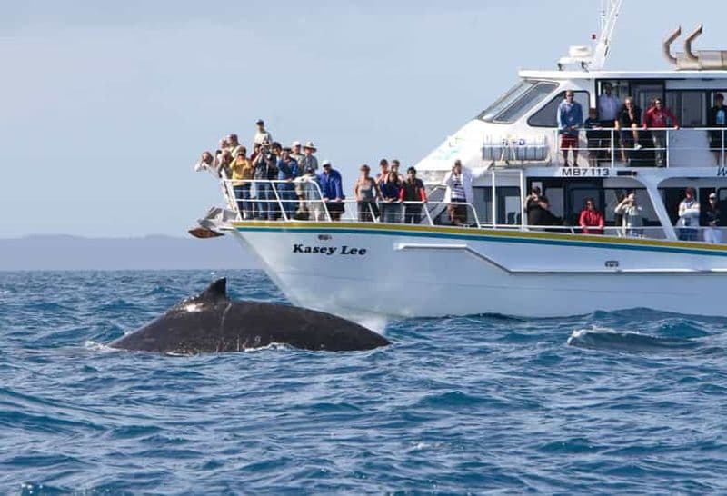 Phillip Island : Tour en bateau pour l'observation des baleines