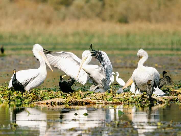 Lac Skadar : Observation des oiseaux et photographie tôt le matin