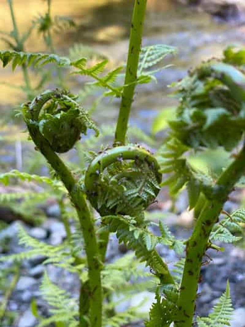 Juneau : Safari photo dans la forêt tropicale en Segway