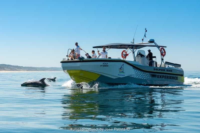 Setúbal : Tour en bateau pour l'observation des dauphins