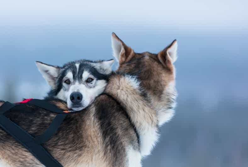 Levi : aventure en traîneau à chiens de 7 km en libre-service
