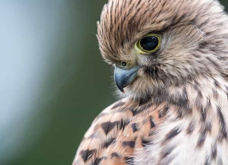 Vienne : observation des oiseaux en ville - visite guidée d'observation des oiseaux dans la métropole !