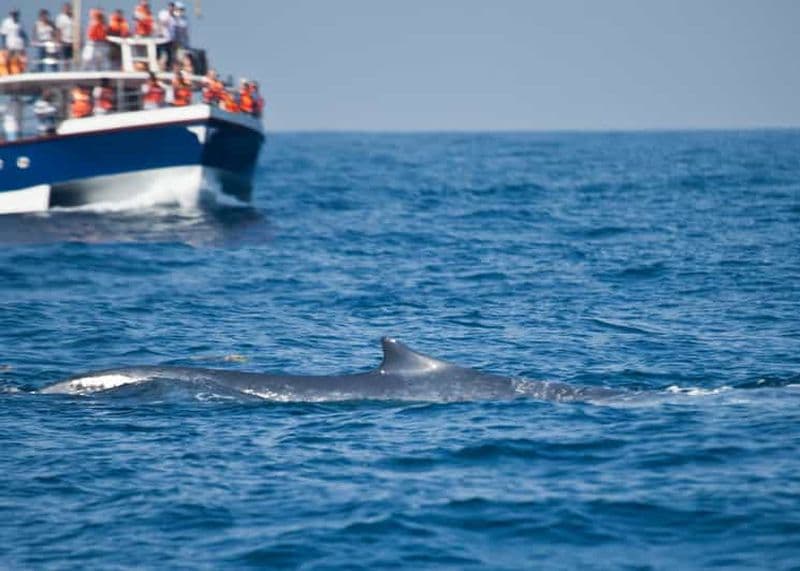 2 jours d'observation des baleines et visite du sud du Sri Lanka
