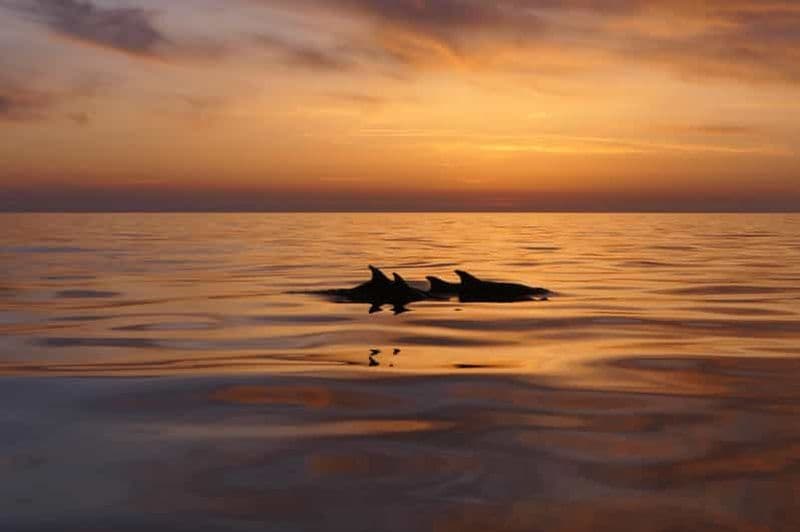 Pula : excursion privée en bateau au coucher du soleil avec les dauphins