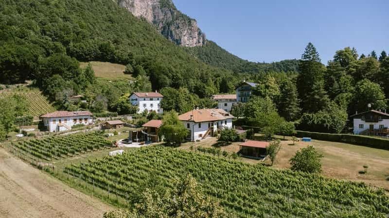 Mezzocorona : visite du vignoble sur le mont et dégustation de 3 vins
