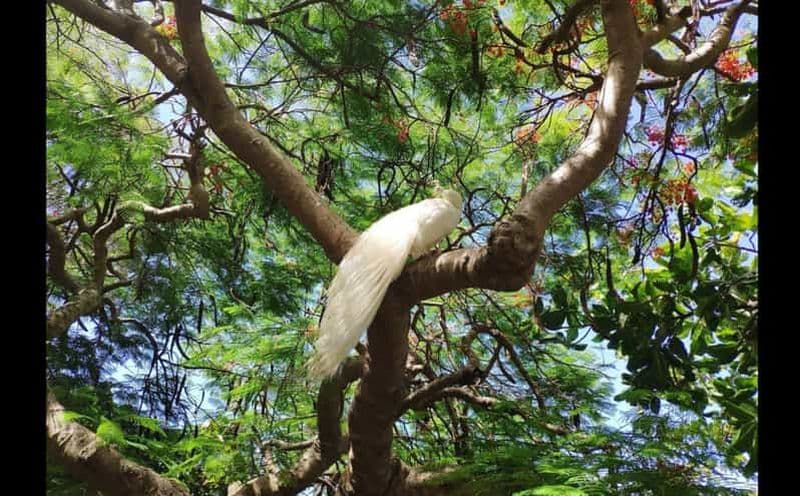 Nouméa : Excursion au parc botanique et au zoo depuis le terminal du navire de croisière