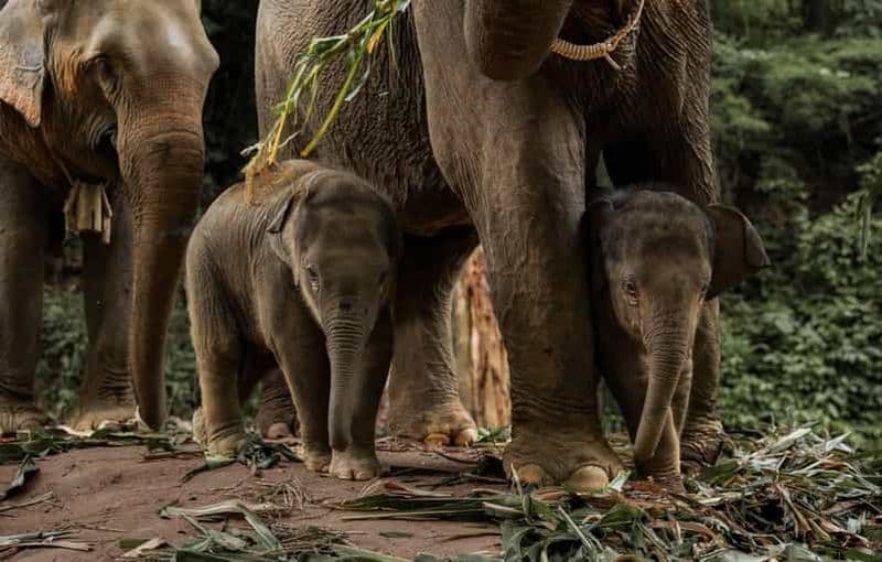 Billet Chiang Mai : Visite d'une jounée du parc écologique des éléphants de Kerchor et trekking