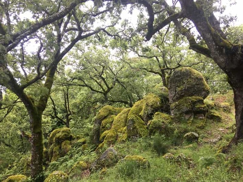 Gredos : Randonnée guidée dans la forêt de Vettón