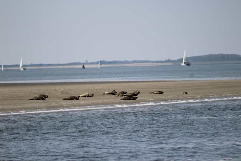 Amsterdam : safari aux phoques dans la mer des Wadden, site classé au patrimoine mondial de l'UNESCO