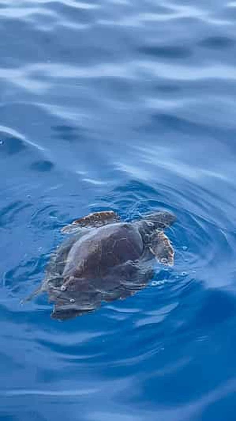 tour en bateau à la découverte et à la recherche des dauphins à Acitrezza