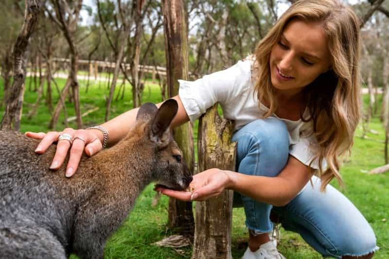 Billet Depuis Melbourne : Excursion d'une journée à la rencontre des pingouins et de la faune sauvage