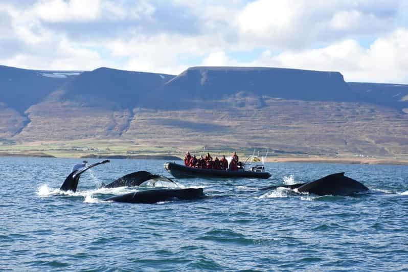 Akureyri : 2 heures d'observation des baleines en bateau rapide RIB