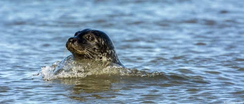 Föhr : Excursion en bateau pour voir les baleines