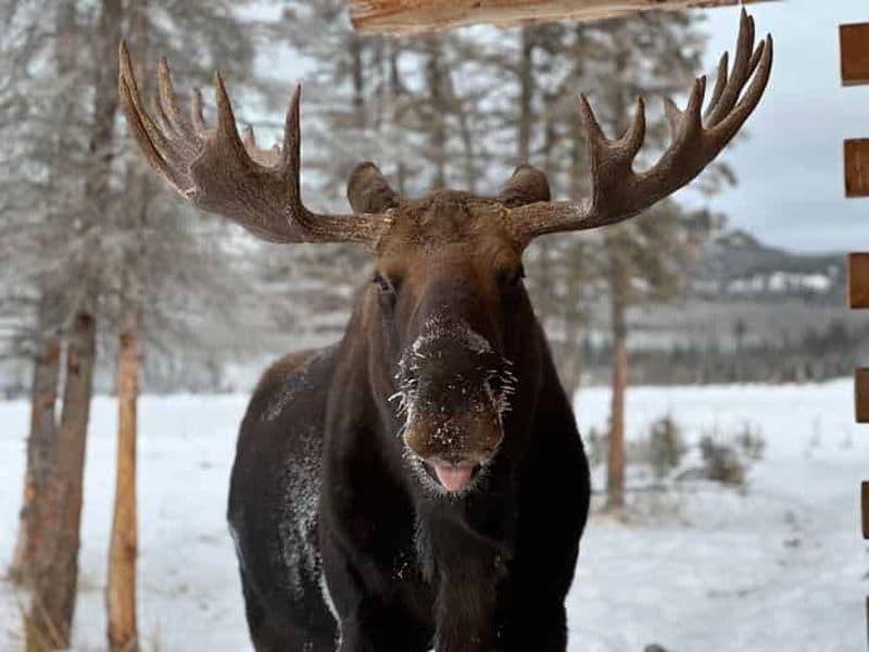 Billet Expérience de la faune et des sources thermales nordiques du Yukon