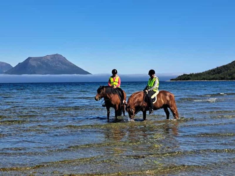 Tromsø : Expérience d'équitation estivale avec le cheval de Lyngen