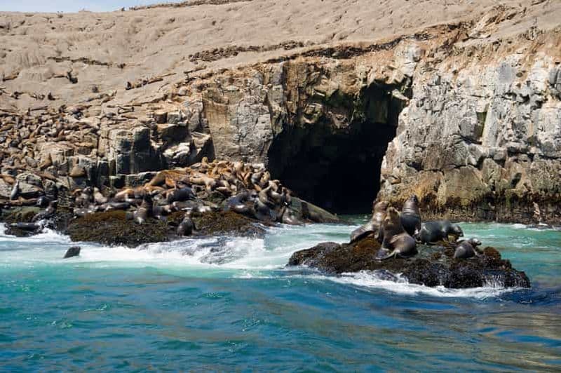 Lima : Nage avec les otaries et croisière dans les îles Palomino (faune et flore)