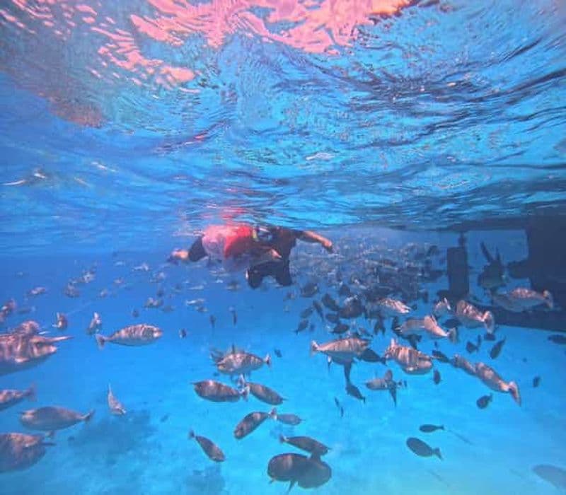 Maafushi : Observation des dauphins et plongée en apnée dans les jardins de corail