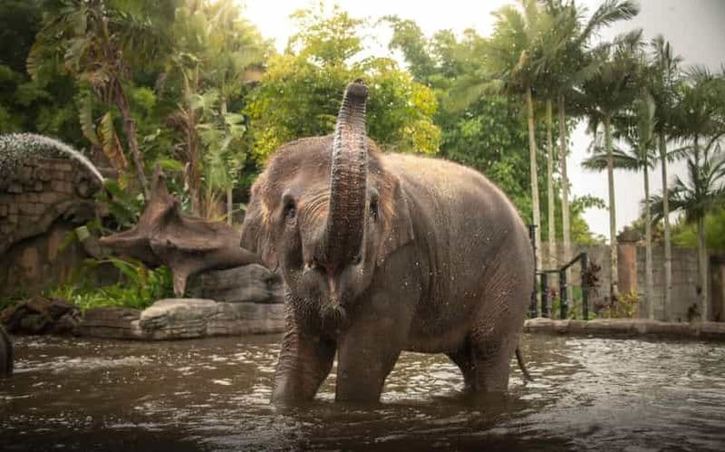 Billet Au départ de Brisbane : transfert vers l'Australia Zoo et billet d'entrée