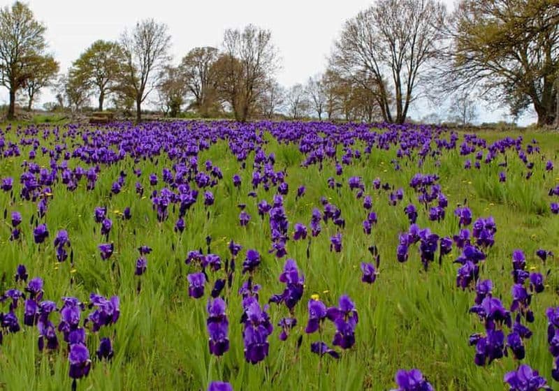Cisternino : fabrication de savon avec de l'huile d'olive extra vierge