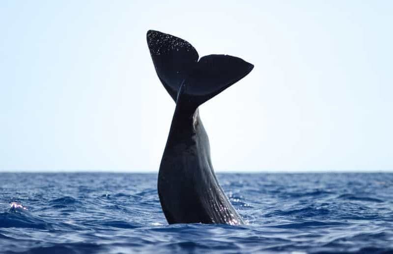 São Miguel : croisière d'observation des baleines avec un biologiste marin