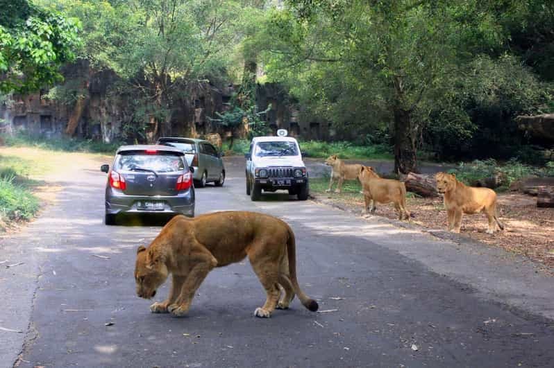 Depuis Jakarta : Visite privée de Taman Safari (journée)