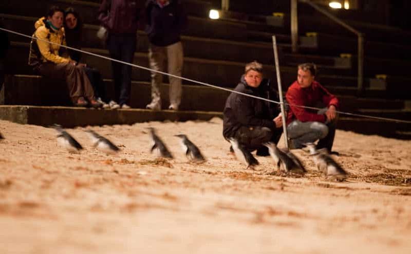 Billet Melbourne : Visite de Phillip Island et parade des pingouins