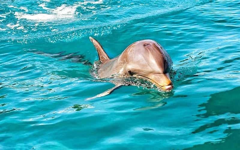 Maurice : Rencontre avec les dauphins sauvages avec transferts à l'hôtel