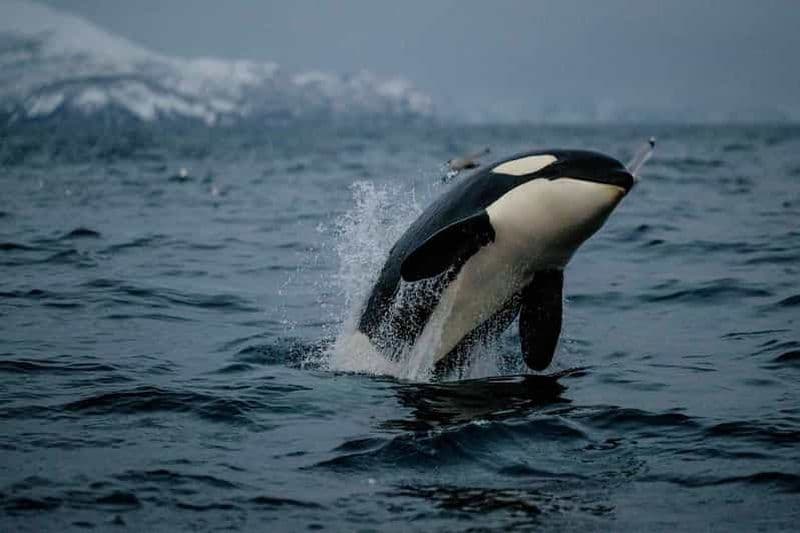 Depuis Tromso : Observation des baleines dans le Skjervoy magique