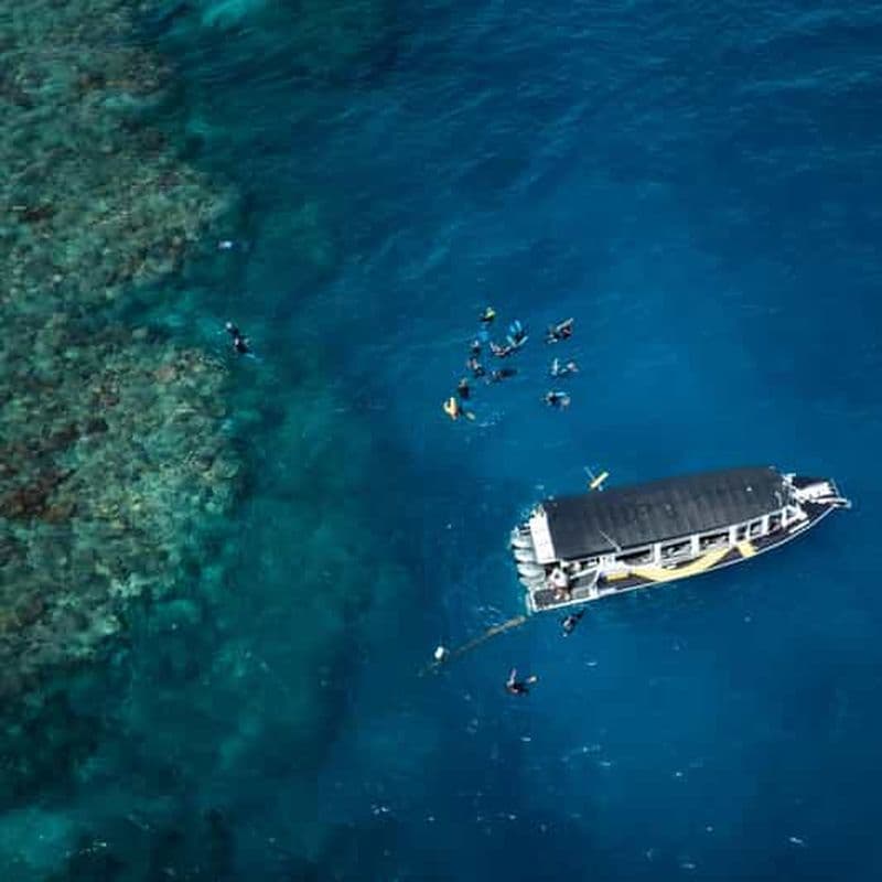 Billet Cairns : excursion d'une demi-journée en snorkeling sur la Grande Barrière de Corail