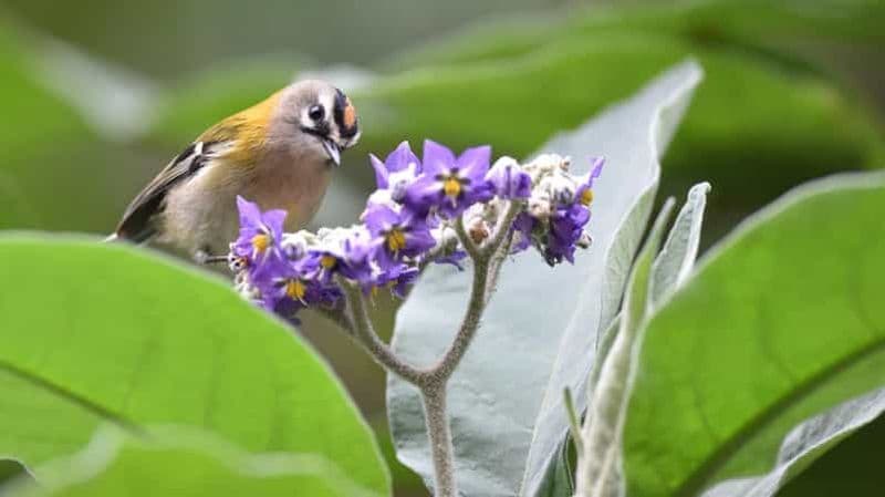 Madère : Observation des oiseaux - Les espèces endémiques