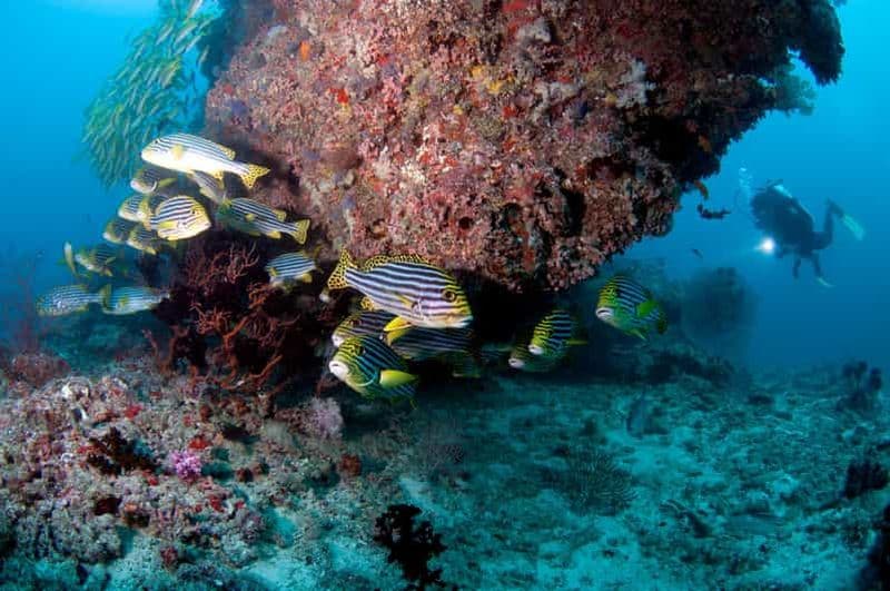 Maldives : Découvrez la plongée sous-marine