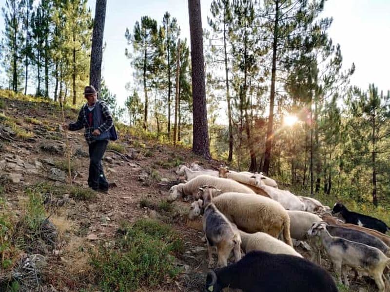 Manteigas : Serra da Estrela Chemin du berger Randonnée avec le berger