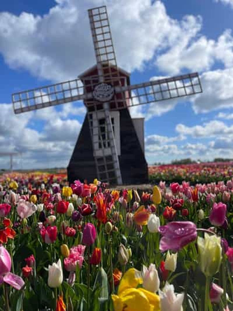 Amsterdam : Keukenhof, Villages, Fromage, Nature - Visite Privée