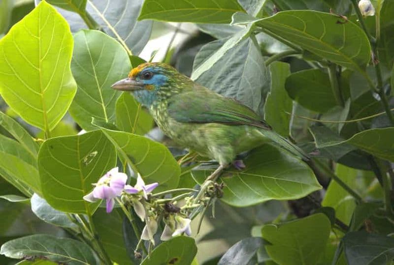 Colombo : visite guidée d'une journée complète de la zone humide et des zones humides pour l'observation des oiseaux