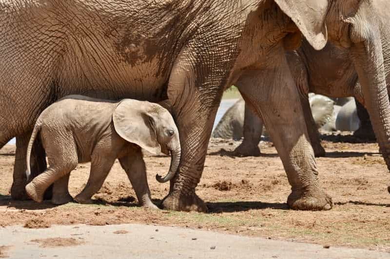 Port Elizabeth : Safari dans le parc d'Addo – Excursion à terre avec prise en charge