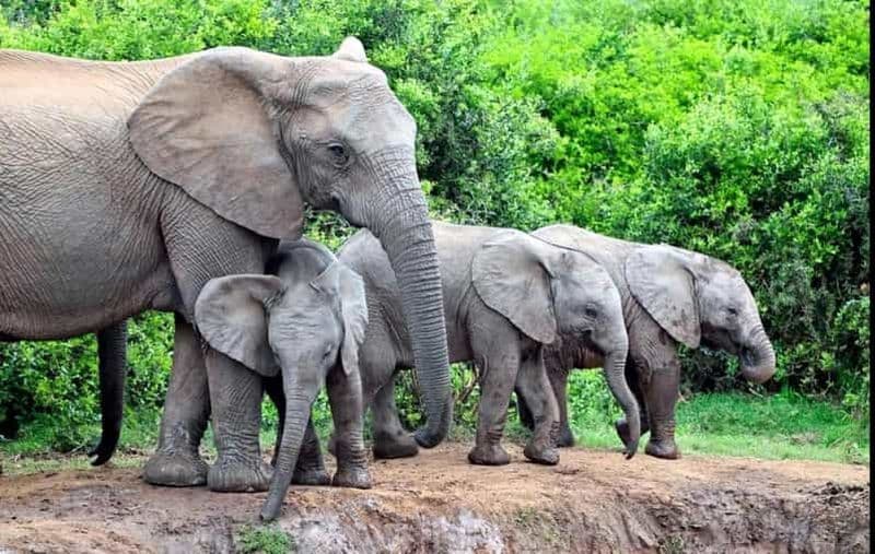 Garden Route et safari des éléphants d'Addo [5 jours] : Le Cap