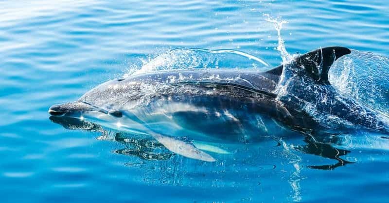Depuis Malaga : Excursion d'une journée à Gibraltar et excursion en bateau à la rencontre des dauphins