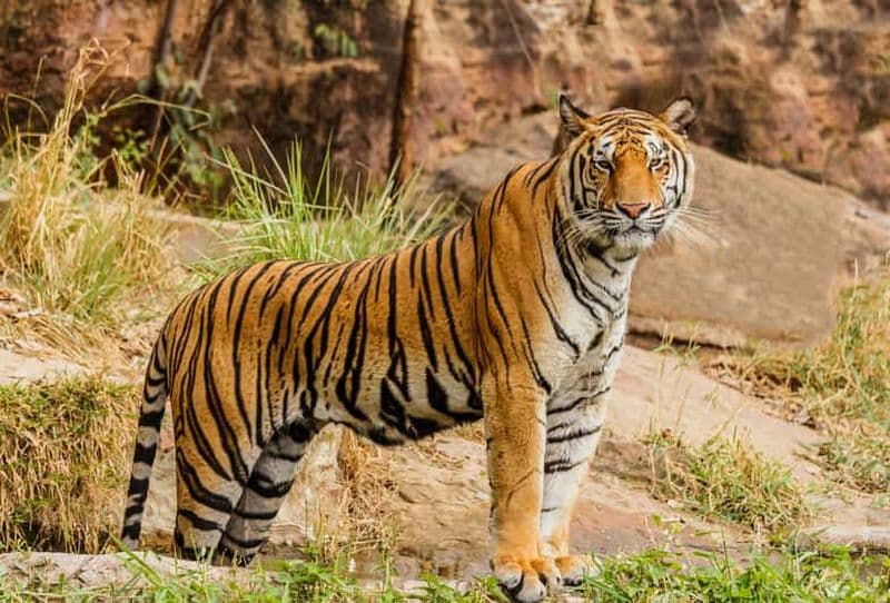 Depuis Jaipur : excursion au parc national de Ranthambore avec safari